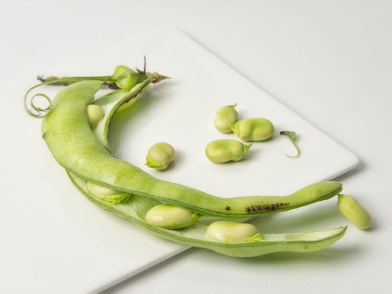 Faba Bean Protein Market Forecast Report, Size by 2032