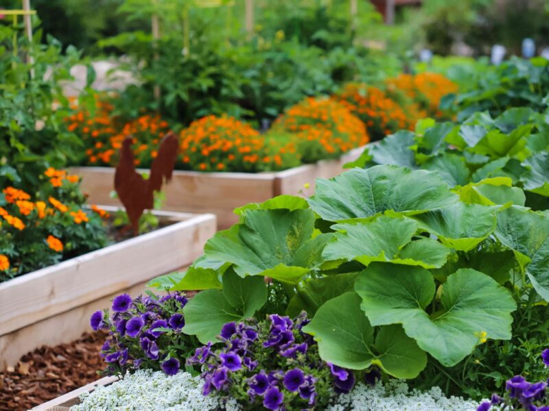 Container Gardening 101: Growing Vegetables and Herbs in Small Spaces