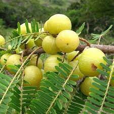 Consume Amalaki Fruits for Well-being Benefits
